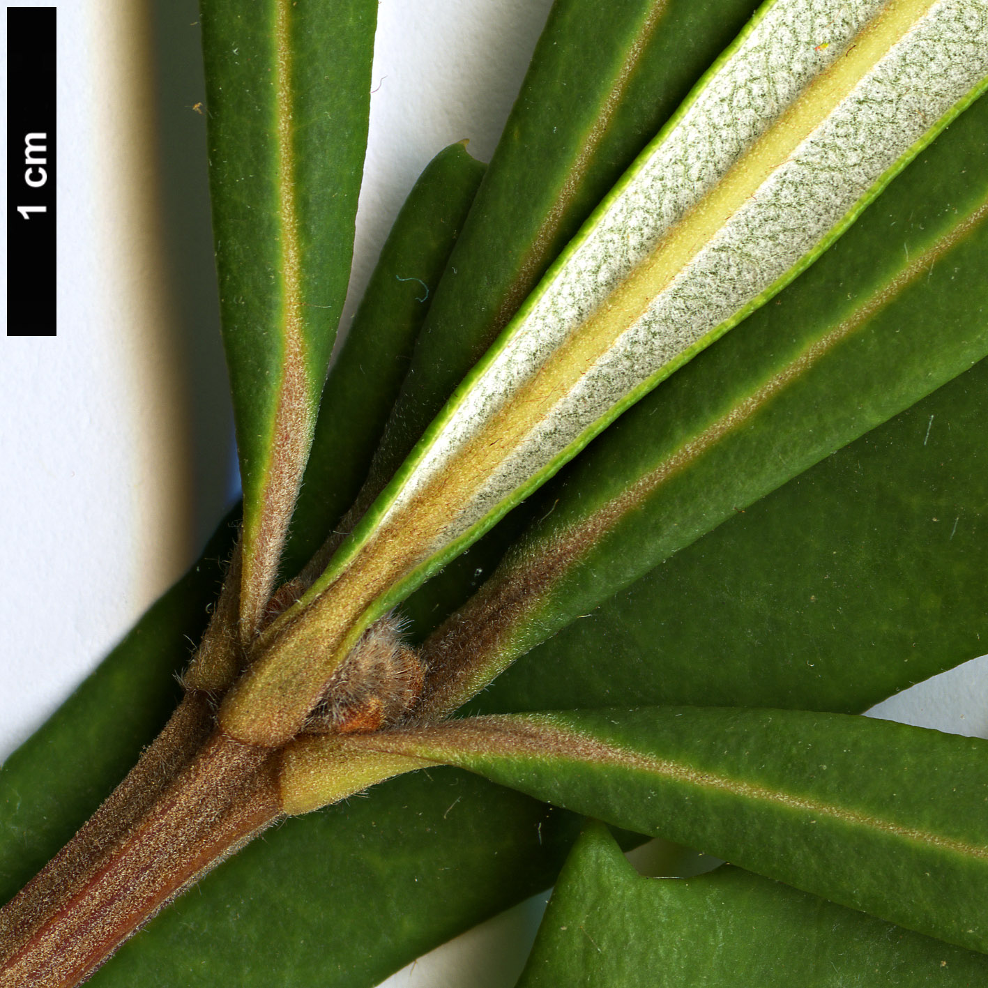 High resolution image: Family: Proteaceae - Genus: Banksia - Taxon: integrifolia - SpeciesSub: subsp. monticola